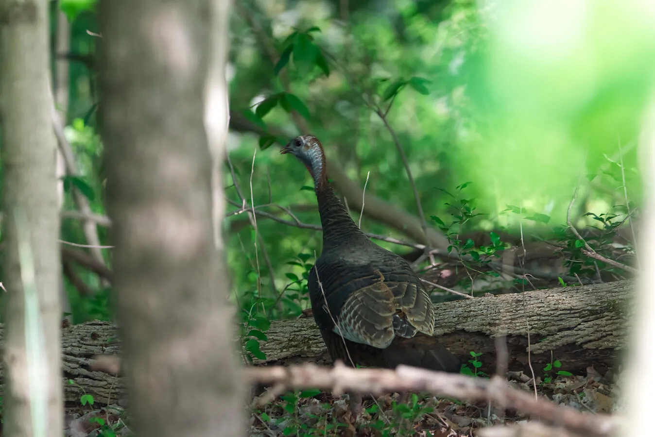 A wild turkey in the woods.