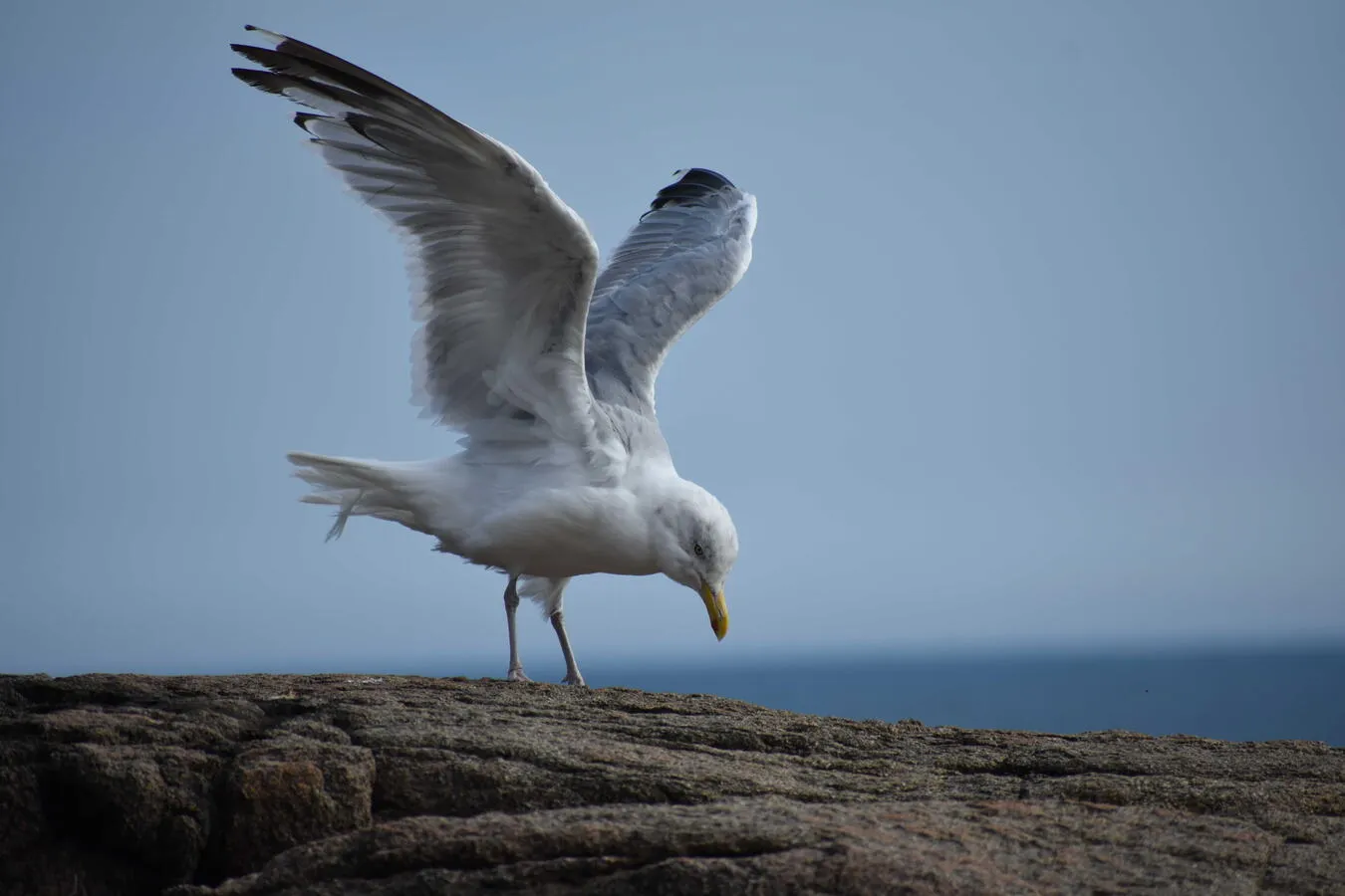A herring gull stretching its wings on a rocky cliff.