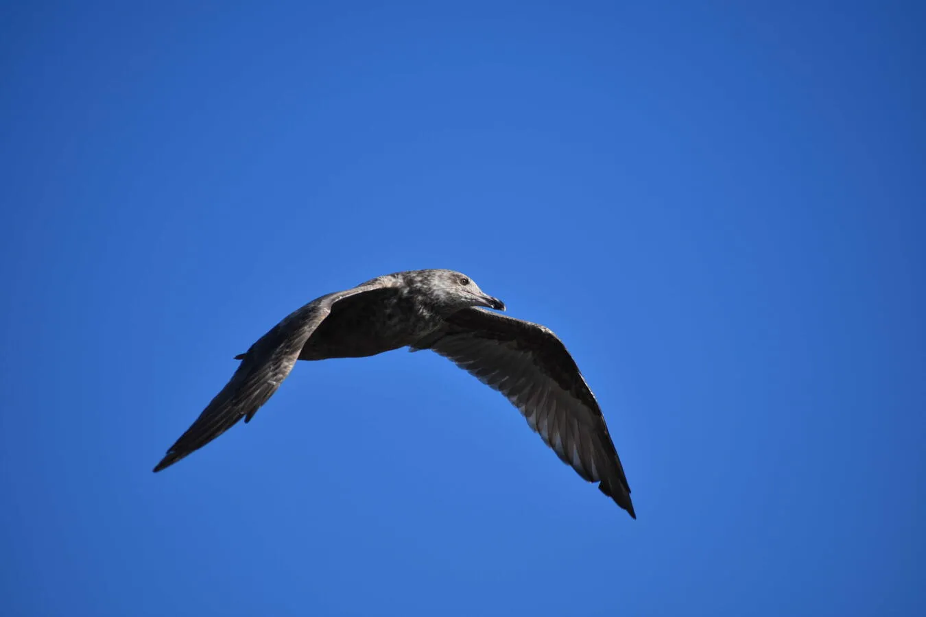 A juvenile herring gull flying on a clear-skied day.