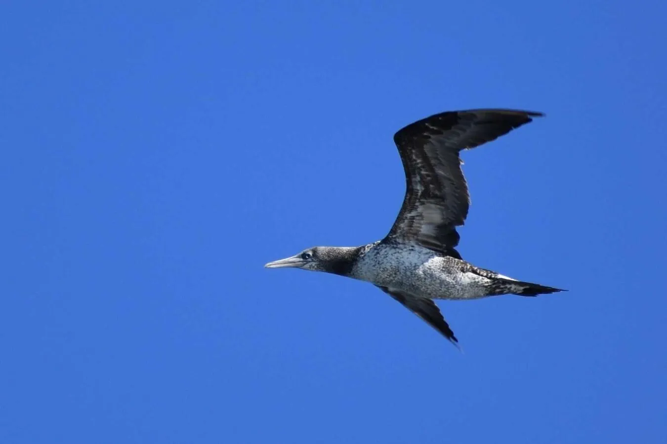 A northern gannet, perhaps a juvenile because of its coloration, flying on a clear-skied day.