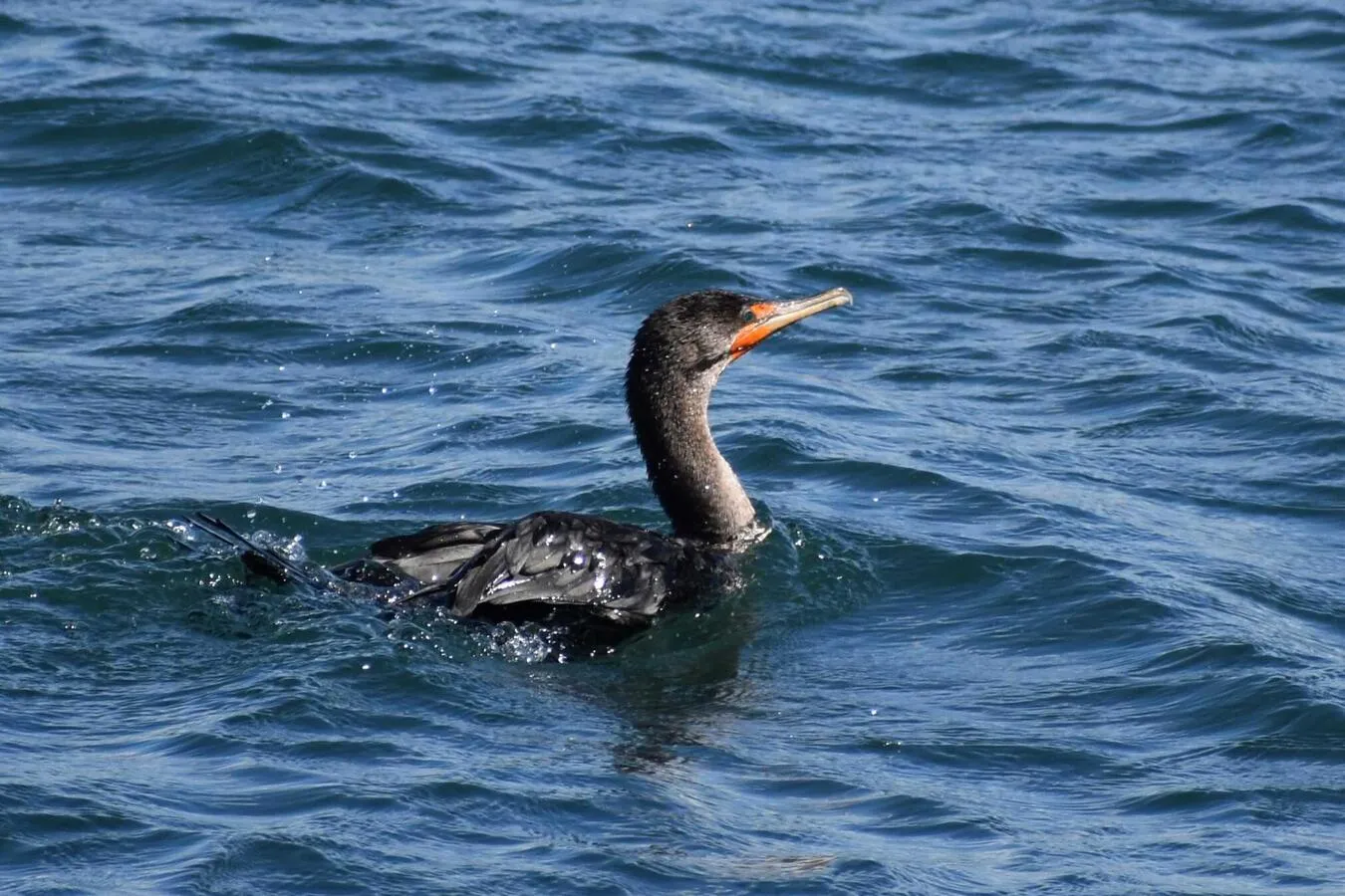A double-crested cormorant swimming in the ocean.